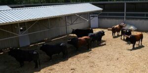 Los toros de La Palmosilla en los Corrales del Gas