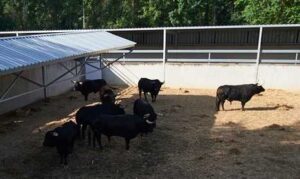 Los toros de Victoriano del Río, en los Corrales del Gas