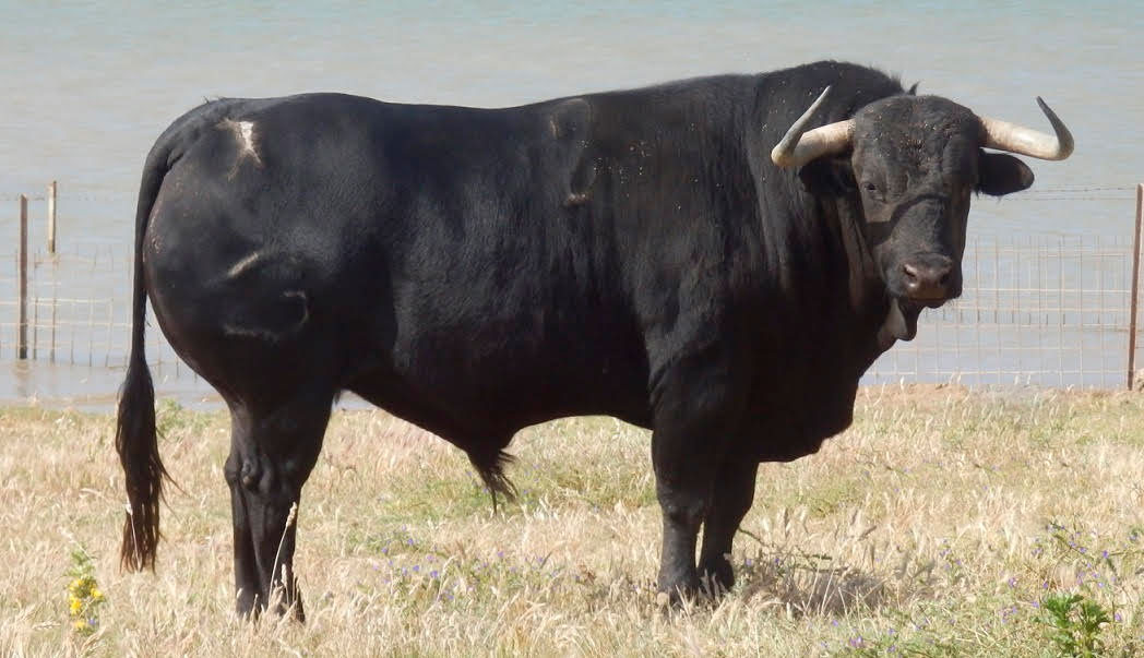 Los toros de Salvador Gavira García para Azpeitia