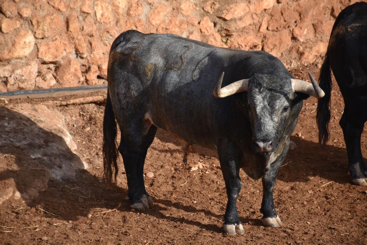 Los toros de Saltillo y los novillos de Monteviejo, camino de Ceret