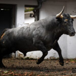 Sorteo. Bilbao, domingo 18 de agosto de 2019. Toros de Victorino Martín