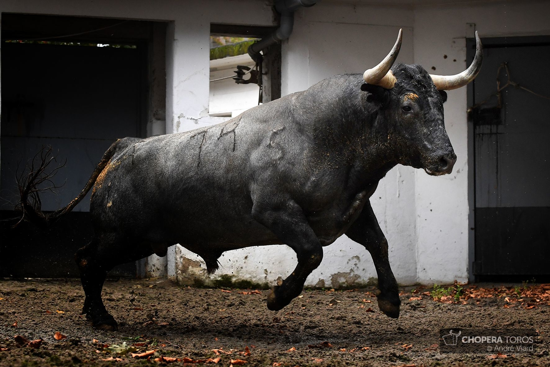 Sorteo. Bilbao, domingo 18 de agosto de 2019. Toros de Victorino Martín