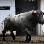 Sorteo. Bilbao, domingo 18 de agosto de 2019. Toros de Victorino Martín