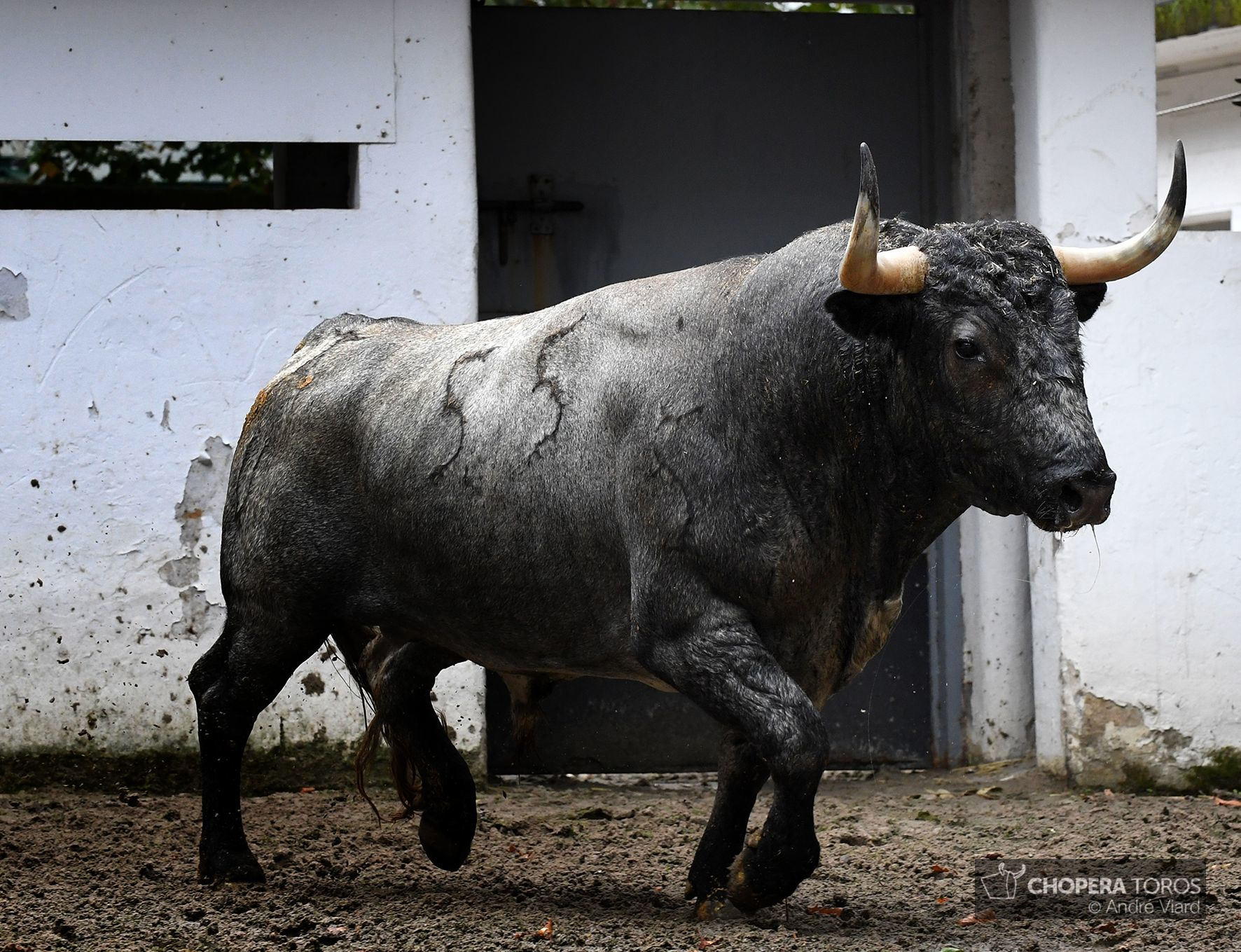 Sorteo. Bilbao, domingo 18 de agosto de 2019. Toros de Victorino Martín