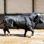 Sorteo. Madrid, jueves 15 de agosto de 2019