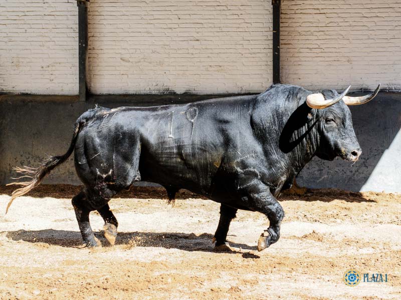 Sorteo. Madrid, jueves 15 de agosto de 2019