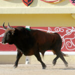 Saintes Maries de la Mer, sábado 10 de agosto de 2019