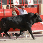 Saint-Gilles. Domingo, 25 de agosto de 2019.
