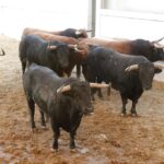 Sorteo. Málaga, domingo 18 de agosto de 2019