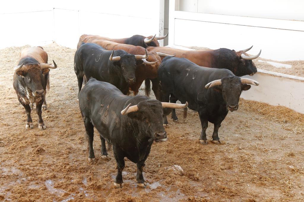 Sorteo. Málaga, domingo 18 de agosto de 2019