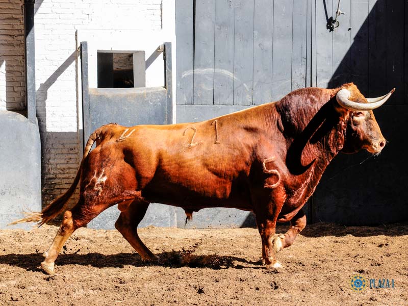 Sorteo. Madrid, jueves 15 de agosto de 2019