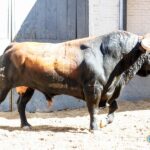 Sorteo. Madrid, jueves 15 de agosto de 2019