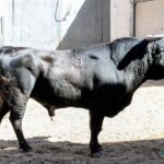 Sorteo. Madrid, domingo 18 de agosto de 2019