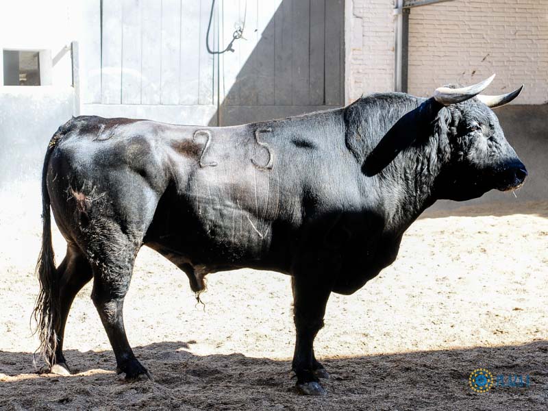 Sorteo. Madrid, domingo 18 de agosto de 2019