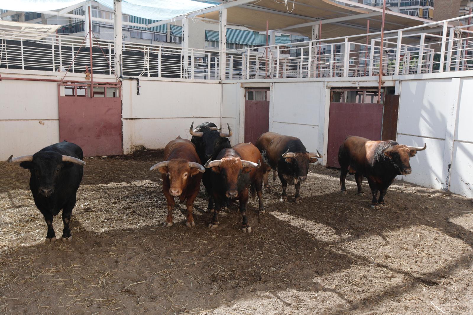 Sorteo. Málaga, domingo 18 de agosto de 2019