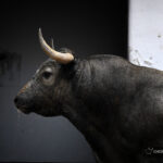 Sorteo. Bilbao, domingo 18 de agosto de 2019. Toros de Victorino Martín