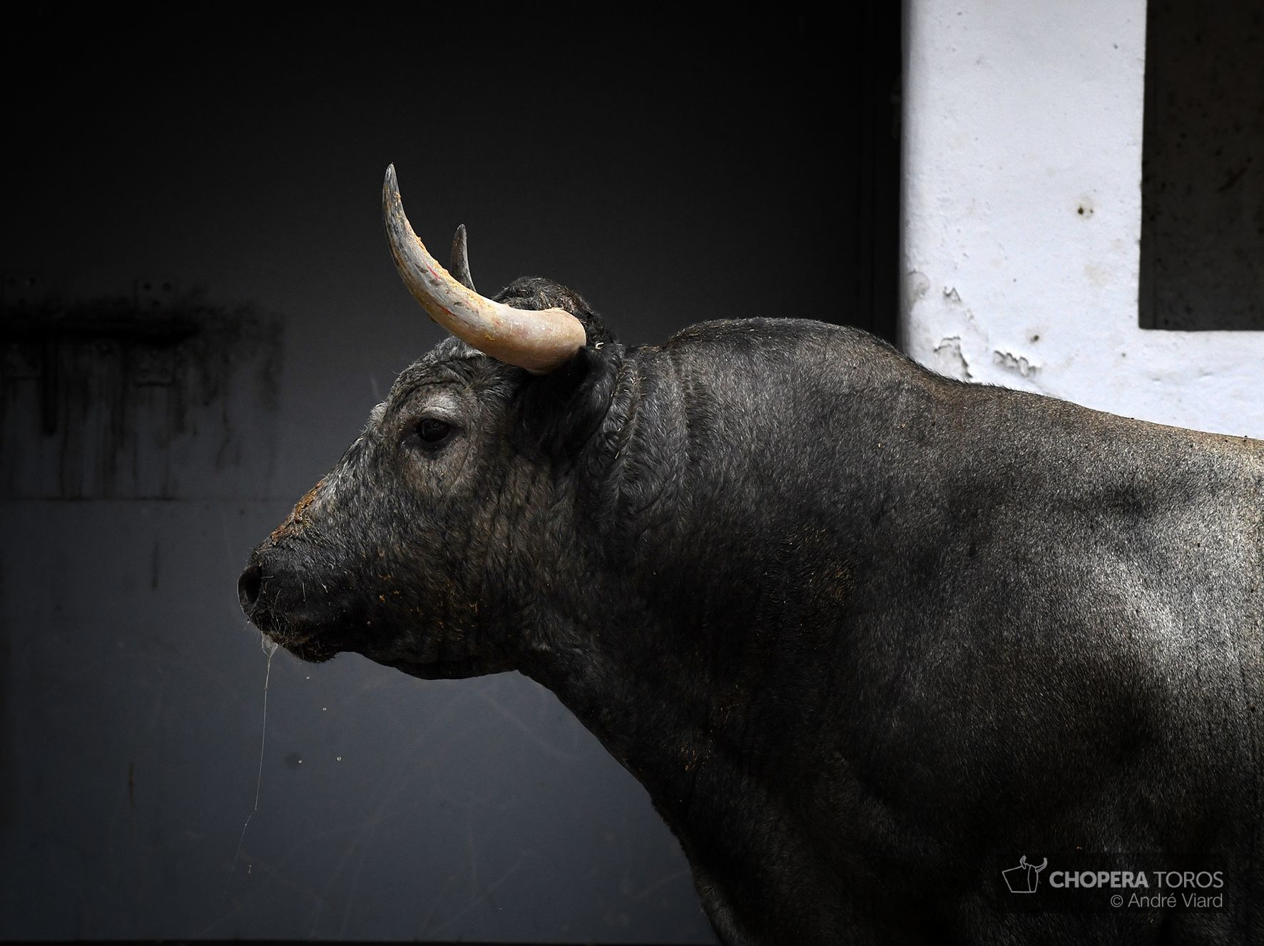 Sorteo. Bilbao, domingo 18 de agosto de 2019. Toros de Victorino Martín
