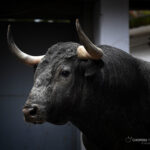 Sorteo. Bilbao, domingo 18 de agosto de 2019. Toros de Victorino Martín