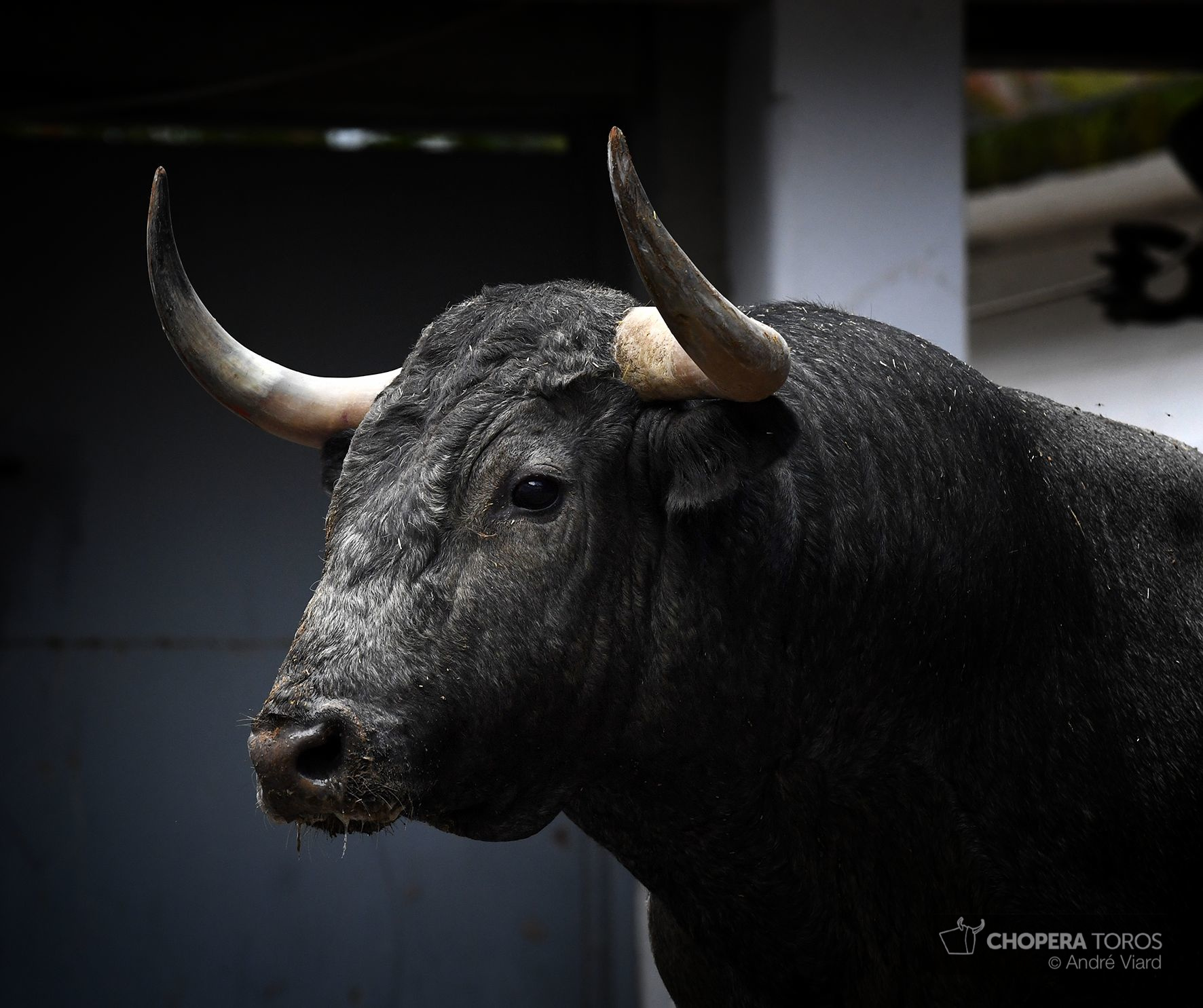 Sorteo. Bilbao, domingo 18 de agosto de 2019. Toros de Victorino Martín