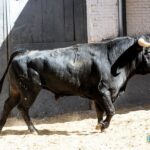 Sorteo. Madrid, domingo 18 de agosto de 2019