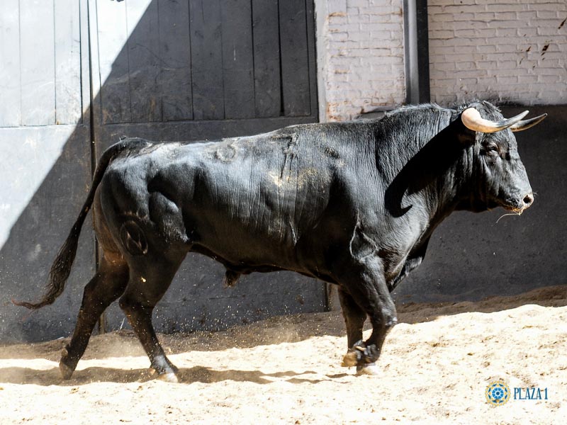 Sorteo. Madrid, domingo 18 de agosto de 2019