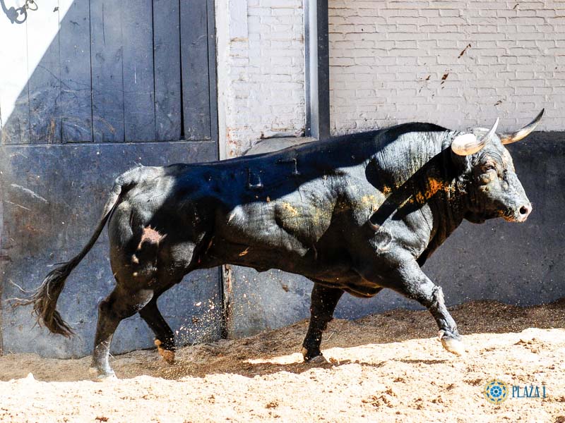 Sorteo. Madrid, jueves 15 de agosto de 2019