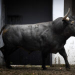 Sorteo. Bilbao, domingo 18 de agosto de 2019. Toros de Victorino Martín