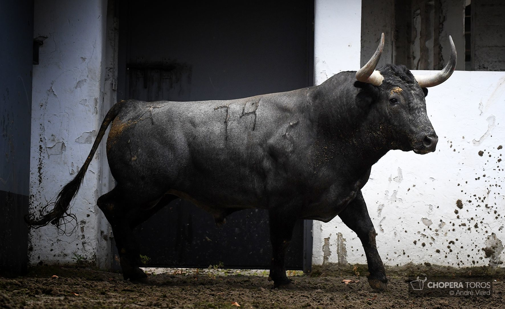 Sorteo. Bilbao, domingo 18 de agosto de 2019. Toros de Victorino Martín