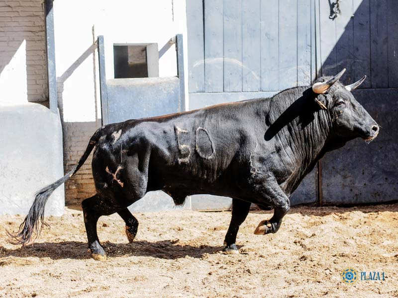 Sorteo. Madrid, domingo 11 de agosto de 2019