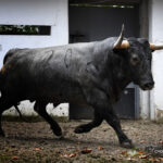 Sorteo. Bilbao, domingo 18 de agosto de 2019. Toros de Victorino Martín