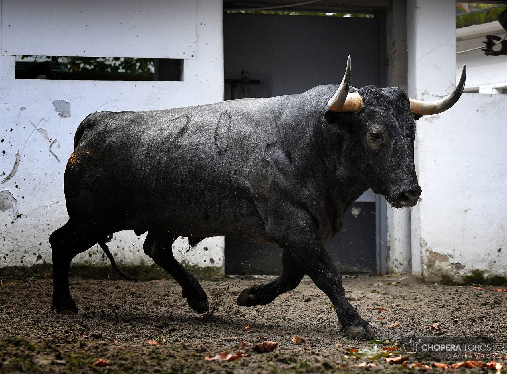 Sorteo. Bilbao, domingo 18 de agosto de 2019. Toros de Victorino Martín