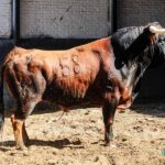 Sorteo. Madrid, domingo 11 de agosto de 2019