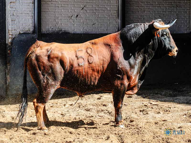 Sorteo. Madrid, domingo 11 de agosto de 2019