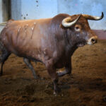 Sorteo. San Sebastián, miércoles 14 de agosto de 2019