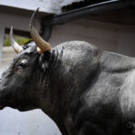 Sorteo. Bilbao, domingo 18 de agosto de 2019. Toros de Victorino Martín