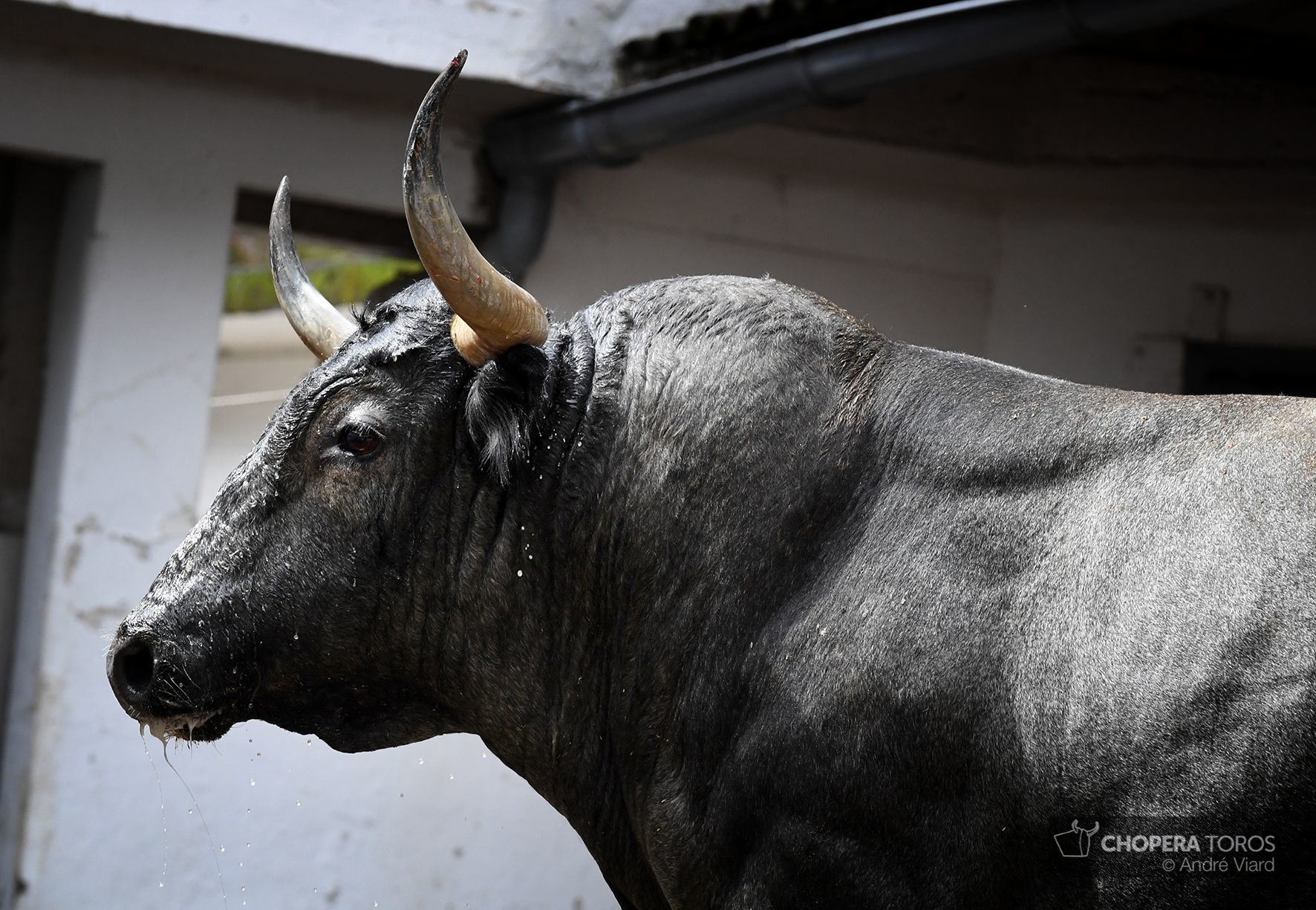 Sorteo. Bilbao, domingo 18 de agosto de 2019. Toros de Victorino Martín