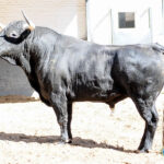 Sorteo. Madrid, domingo 11 de agosto de 2019