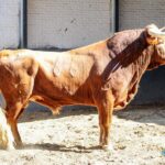 Sorteo. Madrid, domingo 11 de agosto de 2019