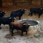 Toros de Juan Pedro Domecq para el 9 de agosto de 2019 en Palma de Mallorca