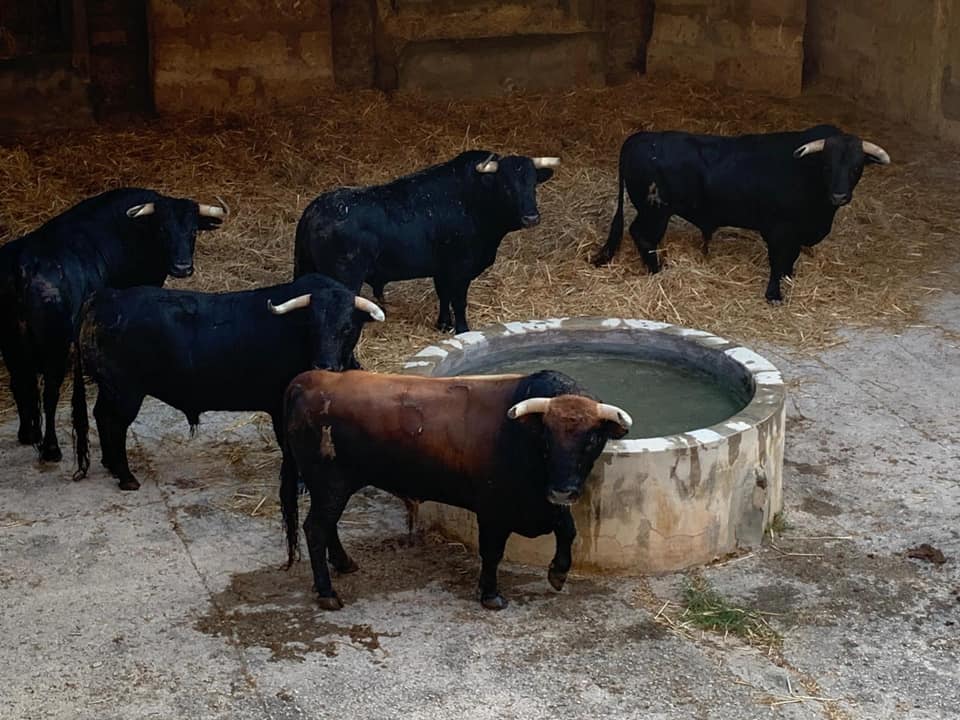 Toros de Juan Pedro Domecq para el 9 de agosto de 2019 en Palma de Mallorca