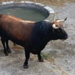 Toros de Juan Pedro Domecq para el 9 de agosto de 2019 en Palma de Mallorca