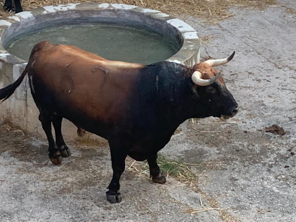 Toros de Juan Pedro Domecq para el 9 de agosto de 2019 en Palma de Mallorca