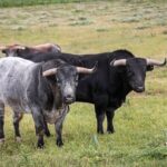 Toros de Miura para Bilbao