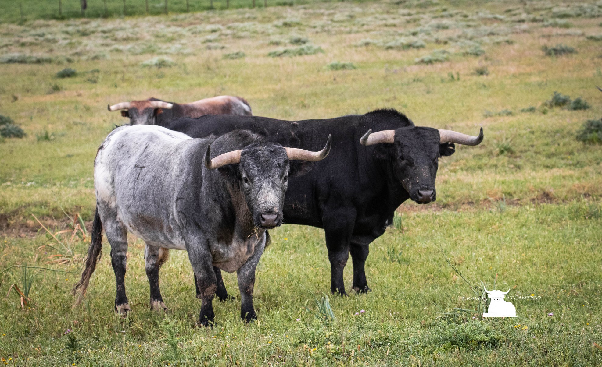 Toros de Miura para Bilbao
