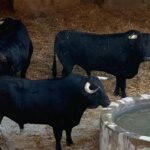 Toros de Juan Pedro Domecq para el 9 de agosto de 2019 en Palma de Mallorca