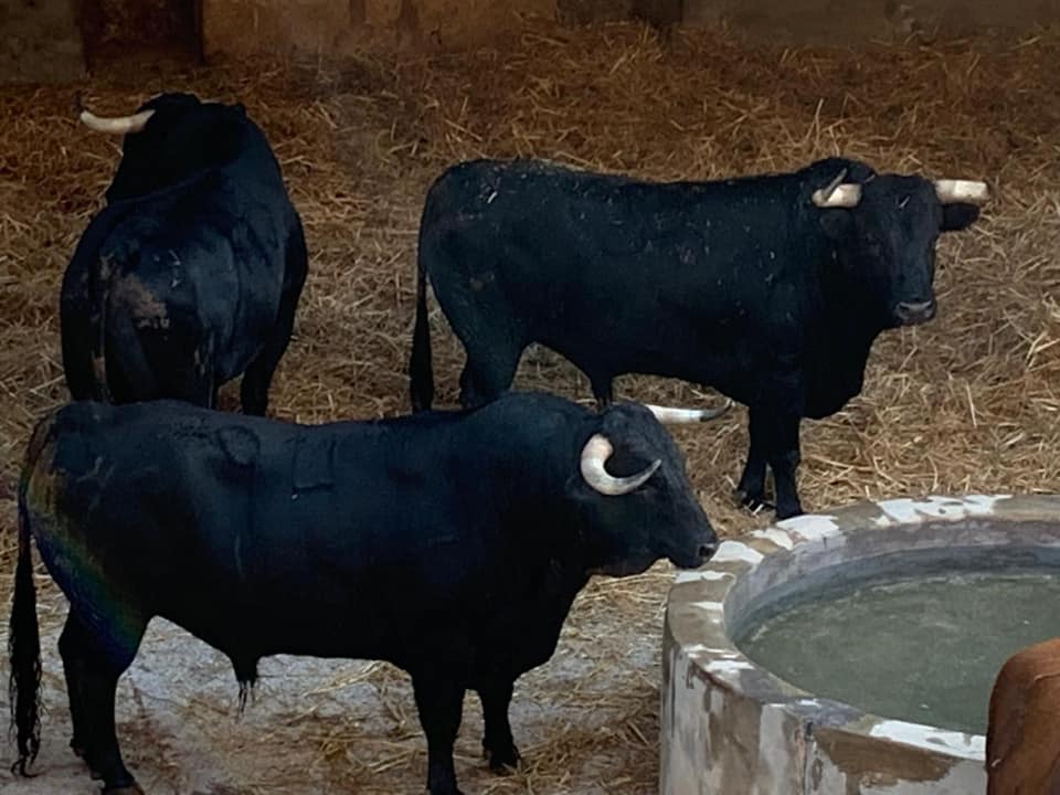 Toros de Juan Pedro Domecq para el 9 de agosto de 2019 en Palma de Mallorca