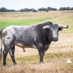 Toros de Miura para Bilbao