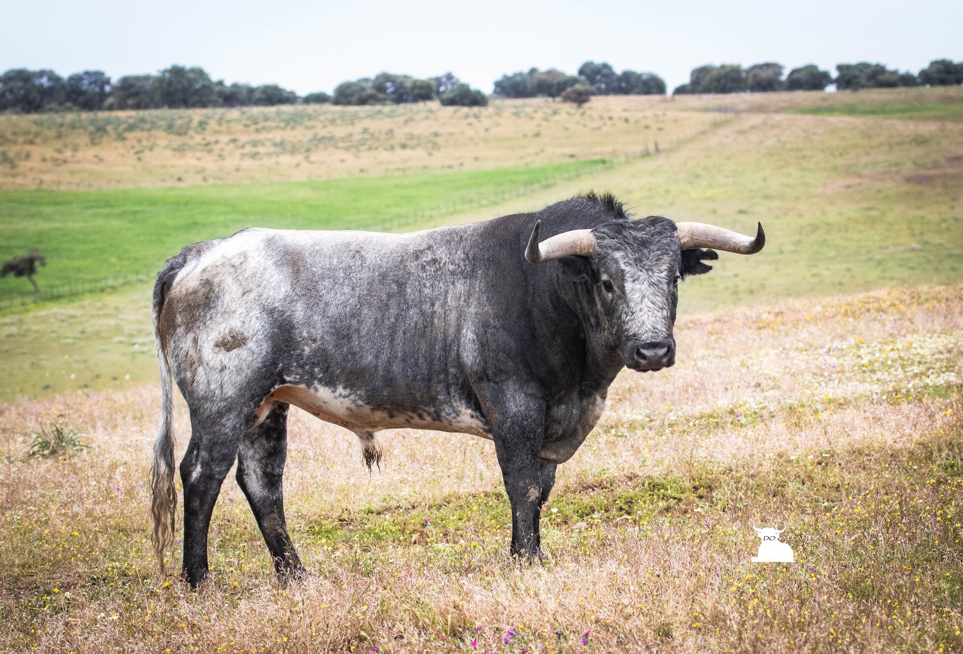 Toros de Miura para Bilbao