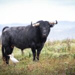 Toros de Miura para Bilbao