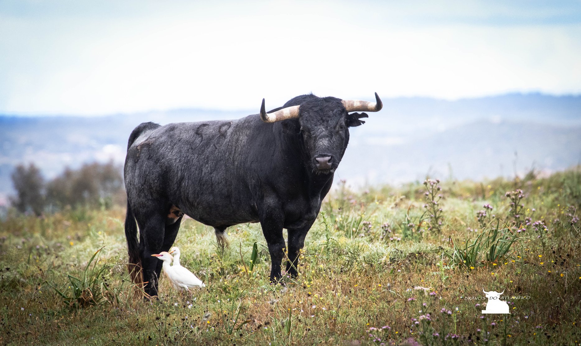 Toros de Miura para Bilbao